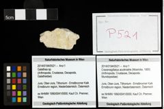 Foto (Objekt + Etiketten) von Cracensigillatus acutirostris (Moericke, 1889) 
